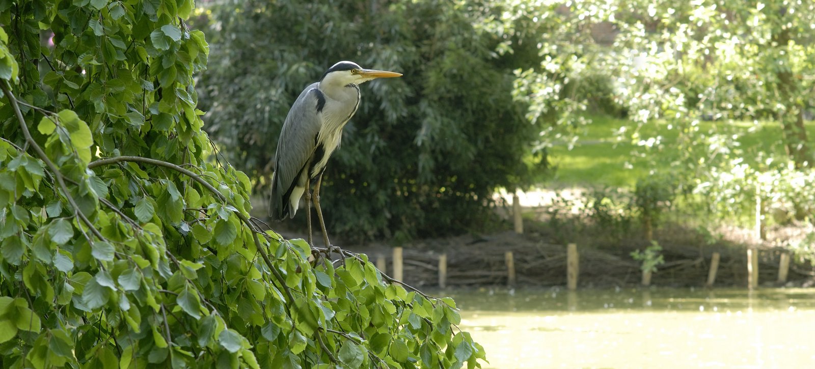 Ein Reiher sitzt auf einem Baum am Teich.